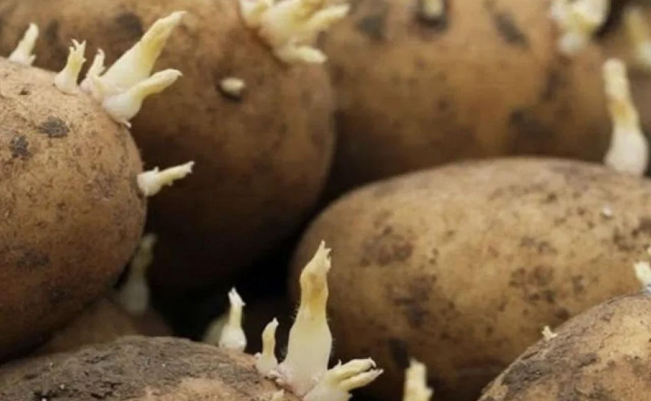 Patatas germinando — crecimiento orgánico y ciclos naturales
